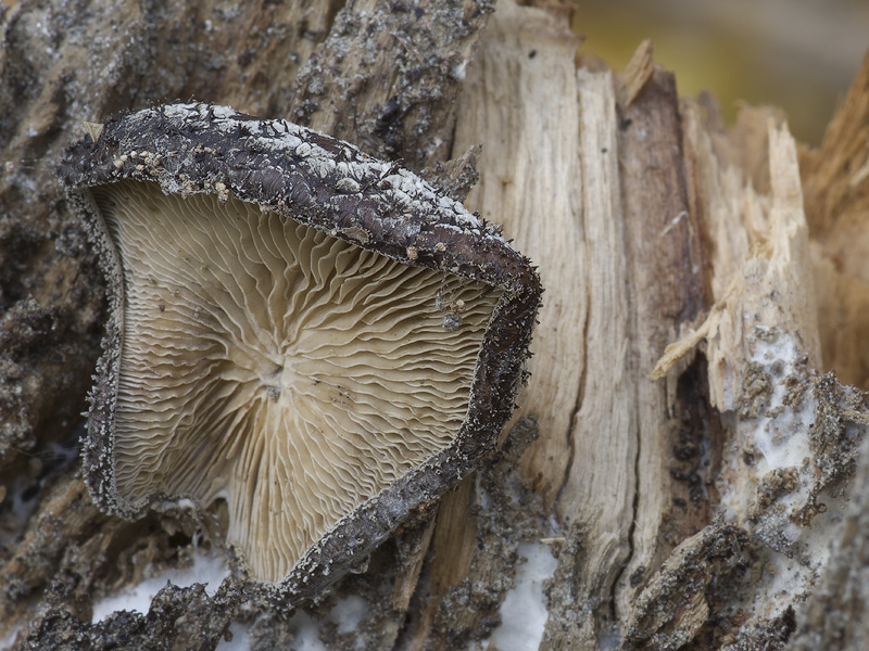 Hohenbuehelia mastrucata